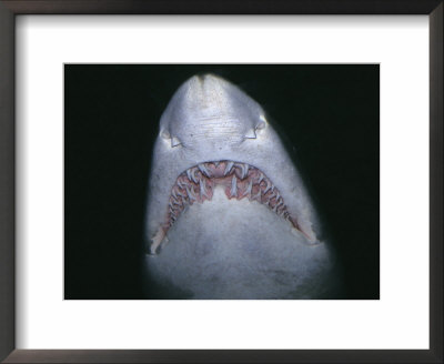 Sand Tiger Shark, Mouth And Teeth, Nsw, Australia by Gerard Soury Pricing Limited Edition Print image