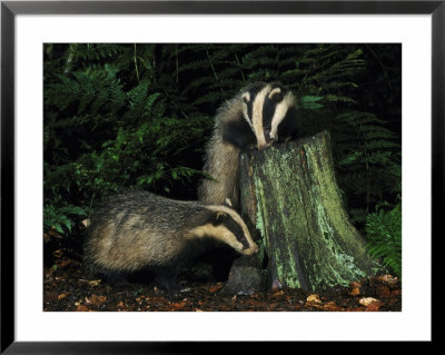 Badger by Mark Hamblin Pricing Limited Edition Print image