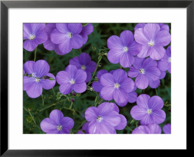 Linum Narbonense (Flax), Perennial by Mark Bolton Pricing Limited Edition Print image