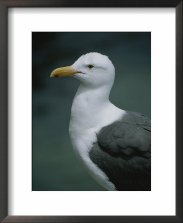 Western Gull by Marc Moritsch Pricing Limited Edition Print image