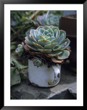 A Sempervivum Succulent Plant Grows In A Tin Mug by David Evans Pricing Limited Edition Print image