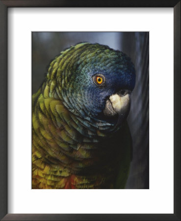 Saint Lucia Parrot by Bates Littlehales Pricing Limited Edition Print image