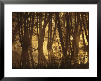 Alder Tree Marshland At Sunrise by Norbert Rosing Pricing Limited Edition Print image