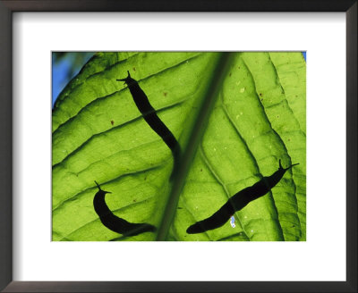 Close View Of Banana Slugs Silhouetted Atop A Leaf by Joel Sartore Pricing Limited Edition Print image