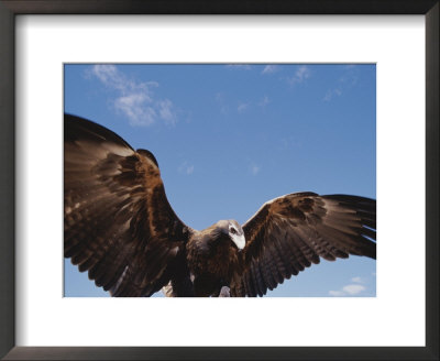 A Wedge-Tailed Eagle With Wings Outstretched by Jason Edwards Pricing Limited Edition Print image