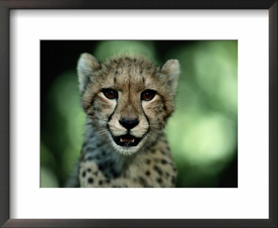 Portrait Of A Juvenile African Cheetah by Chris Johns Pricing Limited Edition Print image