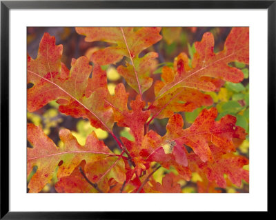 Red Oak Leaves, Colorado, Usa by Julie Eggers Pricing Limited Edition Print image