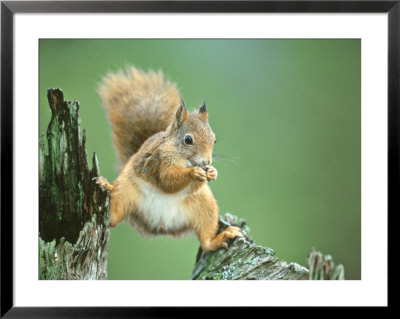 Red Squirrel, Nor Trondelag, Norway by Niall Benvie Pricing Limited Edition Print image