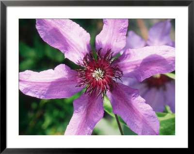 Clematis Natacha (Pink/Patens Group) by Mark Bolton Pricing Limited Edition Print image