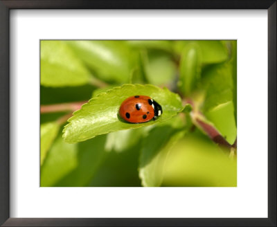 7-Spot Ladybird, Basking On Hawthorn Leaf, Middlesex, Uk by Elliott Neep Pricing Limited Edition Print image