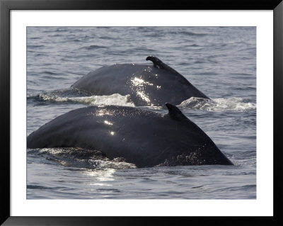 Two Humpback Whales Swim In Unison, Massachusetts by Tim Laman Pricing Limited Edition Print image
