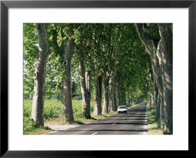 Car On Typical Tree Lined Country Road, Near Pezenas, Herault, Languedoc-Roussillon, France by Ruth Tomlinson Pricing Limited Edition Print image
