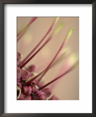 Rewarewa Tree, Close Up Of Flower, New Zealand by Tobias Bernhard Pricing Limited Edition Print image