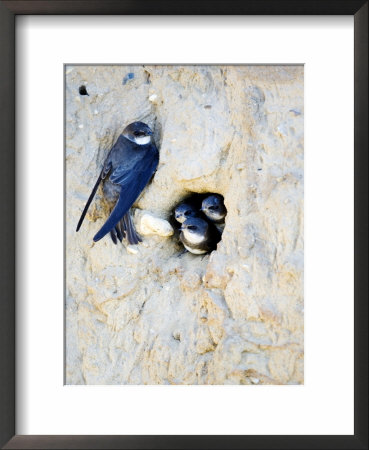 Sand Martin, Adult At Nest Site With Juveniles At Entrance Hole, Norfolk, Uk by Mike Powles Pricing Limited Edition Print image