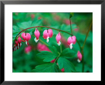 Dicentra Spectabilis (Bleeding Heart), Flowers With Foliage by Pernilla Bergdahl Pricing Limited Edition Print image