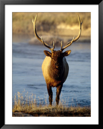 Elk Standing On The Bank Of A Stream by Fogstock Llc Pricing Limited Edition Print image