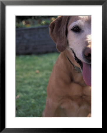 Labrador With Tongue Out by Fogstock Llc Pricing Limited Edition Print image
