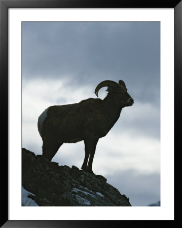 A Silhouetted Bighorn Sheep Standing On A Rock by Tom Murphy Pricing Limited Edition Print image
