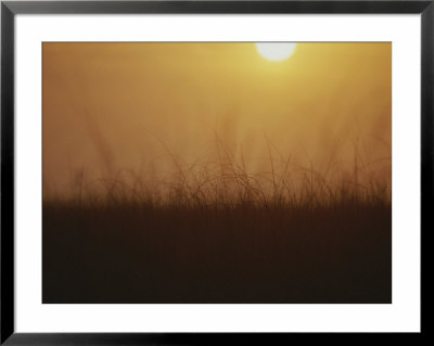 Sunset Over Grasses In The Everglades by Raul Touzon Pricing Limited Edition Print image