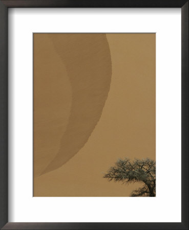 Acacia Tree And Sand Dune by Jason Edwards Pricing Limited Edition Print image