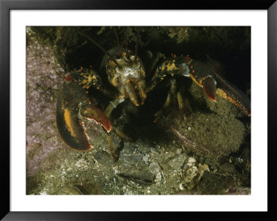 An American Lobster In An Aggressive Stance by Bill Curtsinger Pricing Limited Edition Print image