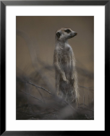 An Adult Meerkat (Suricata Suricatta) Stands On Lookout by Mattias Klum Pricing Limited Edition Print image