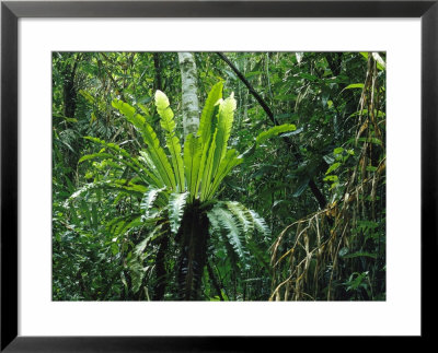 Lush Woodland View With Fern Growing On Tree Trunk by Klaus Nigge Pricing Limited Edition Print image