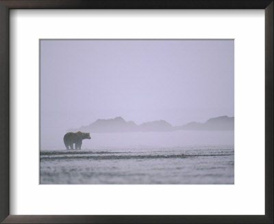 An Alaskan Brown Bear Stands In The Fog by Roy Toft Pricing Limited Edition Print image