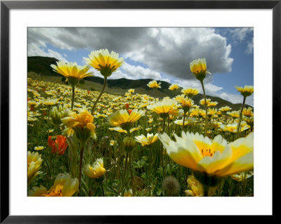 Looking Thru The Tiddy Tips, Shell Creek, California, Usa by Terry Eggers Pricing Limited Edition Print image