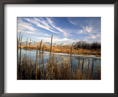 Dried Flower Heads Along Slough, Flood Plain Of Logan River, Great Basin, Cache Valley, Utah, Usa by Scott T. Smith Pricing Limited Edition Print image