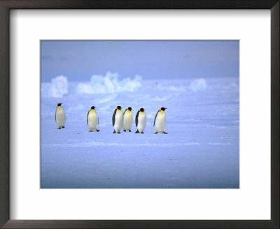 Emperor Penguins (Aptenodytes Forsteri) Crossing Ice, Weddell Sea, Antarctica by David Tipling Pricing Limited Edition Print image