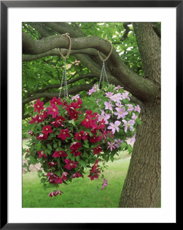Summer Hanging Basket On Tree; Clematis Sunset & Clematis Silver Moon Bransford Nursery by Alan Bedding Pricing Limited Edition Print image