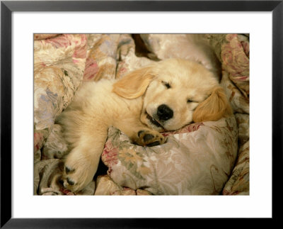 Golden Retriever Puppy, Resting On Blanket by Alan And Sandy Carey Pricing Limited Edition Print image