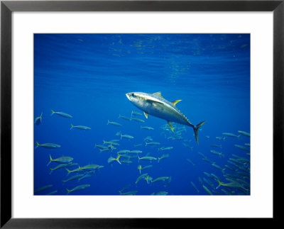 Yellowfin Tuna And Mexican Scad (Decapterus Hypodus), Baja California, Pacific Ocean by Richard Herrmann Pricing Limited Edition Print image