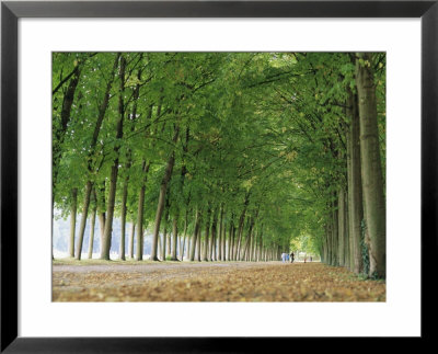 Avenue Of Poplar Trees, Parc De Marly, Western Outskirts Of Paris, France, Europe by Duncan Maxwell Pricing Limited Edition Print image
