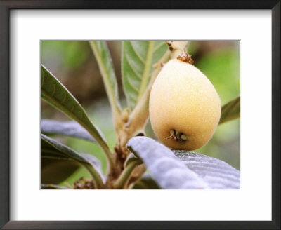 Eriobotrya Japonica (Loquat) (Close-Up Of Yellow Fruit) by Carole Drake Pricing Limited Edition Print image