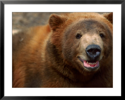 Close-Up Of Brown Bear by Elizabeth Delaney Pricing Limited Edition Print image