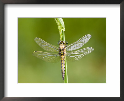 Black Tailed Skimmer Dragonfly, Female Drying, Uk by Mike Powles Pricing Limited Edition Print image