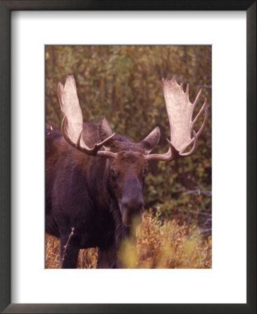 Moose by Elizabeth Delaney Pricing Limited Edition Print image