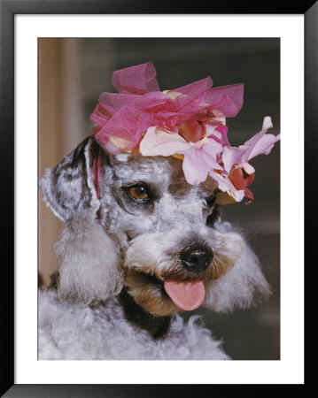 Dog Sporting A Flowered Hat by B. Anthony Stewart Pricing Limited Edition Print image