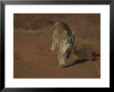 A Mountain Lion Runs Through A Desert by Norbert Rosing Pricing Limited Edition Print image