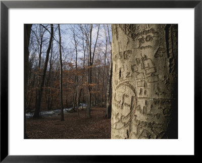 Woodland View With Graffiti On Tree Trunk by Brian Gordon Green Pricing Limited Edition Print image