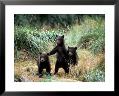 Grizzly Bear Cubs In Katmai National Park, Alaskan Peninsula, Usa by Steve Kazlowski Pricing Limited Edition Print image