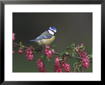 Blue Tit, Perched On Wild Currant Blossom, Uk by Mark Hamblin Pricing Limited Edition Print image