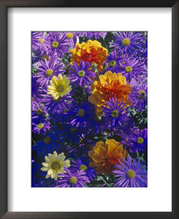 Late Summer Partners, Aster & Dahlia, September by Ron Evans Pricing Limited Edition Print image
