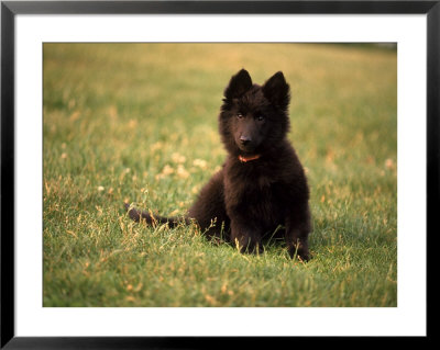 Black Belgian Sheep Dog Puppy Lying In Grass by Frank Siteman Pricing Limited Edition Print image