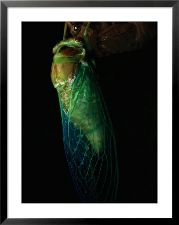 Close-Up Of A Cicada by Darlyne A. Murawski Pricing Limited Edition Print image