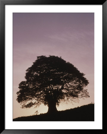 Tree Silhouetted On A Hillside At Twilight, Costa Rica by Michael Melford Pricing Limited Edition Print image