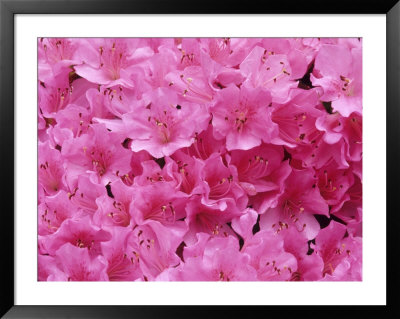 Azalea Rhododendron by Daisy Gilardini Pricing Limited Edition Print image