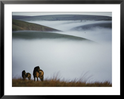 A Pair Of Exmoor Ponies On A Fog-Shrouded Moor by Sam Abell Pricing Limited Edition Print image